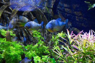 Fototapeta na wymiar fish in aquarium of Dubai
