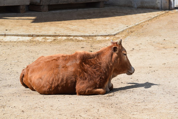Fototapeta premium Young Zebu Cow Baby Resting Portrait Stock Photo