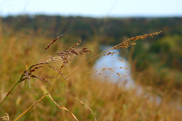 Obraz premium Wheat grass on a background of blue sky with blurred depth of field 