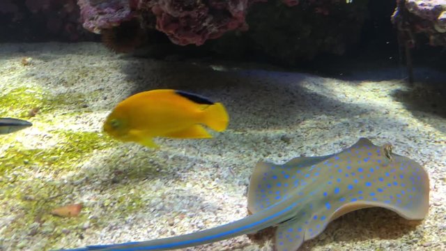 Stachelrochen, Rochen