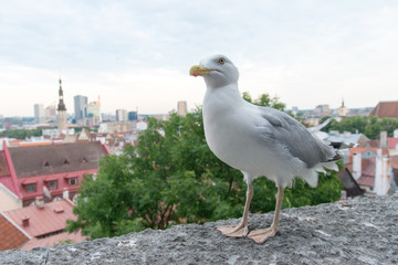 Estonia Tallinn Bird Seagull and rooftops