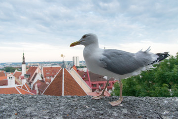 Estonia Tallinn Bird Seagull and rooftops
