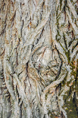 Tree bark texture with brown surface