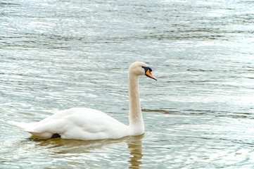 Adult white swan swimming in the lake