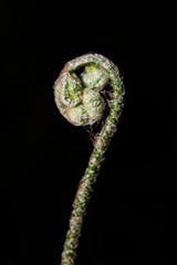 Fern on black background