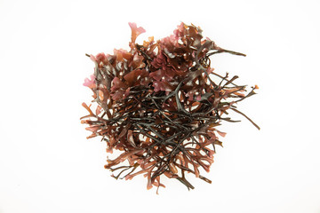 Irish Moss Carrageen Seaweed © Hedvika