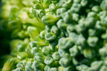 Green aproach to broccoli