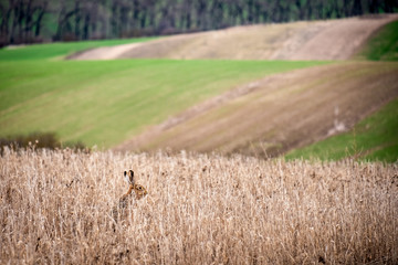 Rabbit in a field