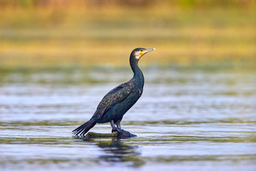 The great cormorant (Phalacrocorax carbo) in natural habitat