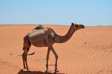 Obraz na płótnie Canvas a camel walks alone