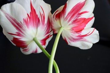 red and white flame tulips on black background