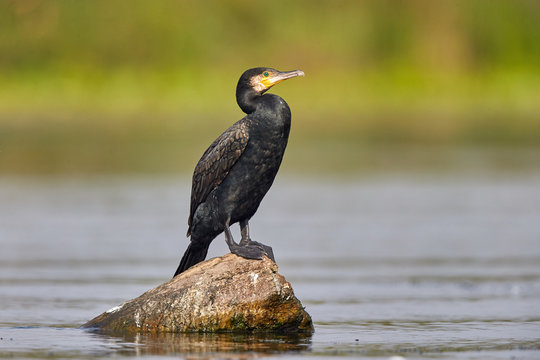 The great cormorant (Phalacrocorax carbo) in natural habitat