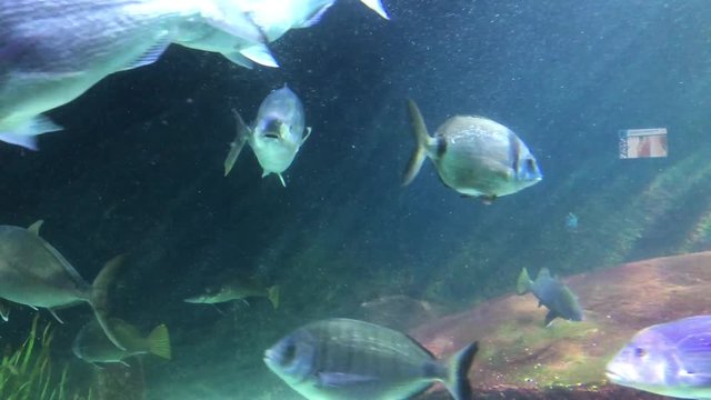 Gro&szlig;e Fische 