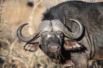 Obraz premium Afrikanischer Büffel
