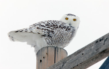 Snowy Owl Winter Canada
