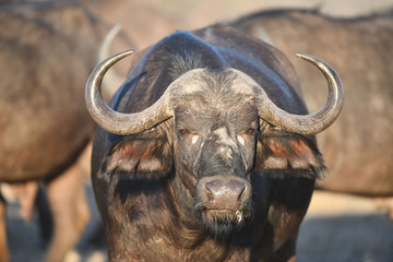 Naklejka premium Afrikanischer Büffel