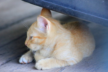 Cute little kitten sit on the wooden.
