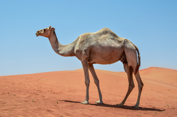 Fototapeta na wymiar a camel walks alone 3