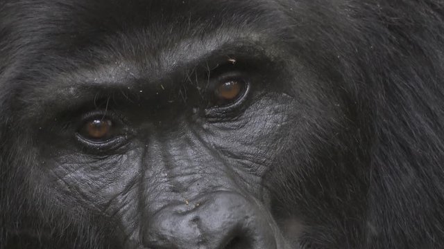 Gorilla Extreme Closeup