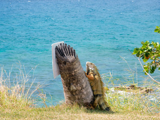 Iguana in Puerto Rico