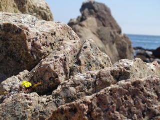 flor