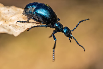 Black oil beetle, Meloe proscarabaeus, quite a purple one.
