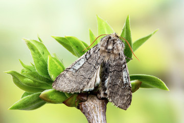 The yellow horned (Achlya flavicornis)