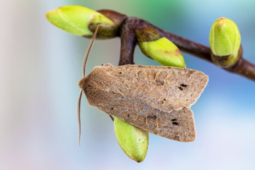 The twin-spotted Quaker (Perigrapha munda, Orthosia munda)