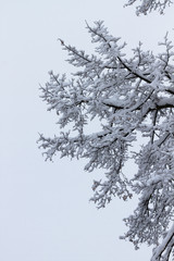 Fluffy snow on branches
