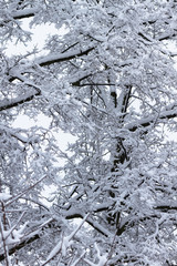 Fluffy snow on branches