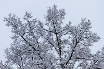 Fluffy snow on branches