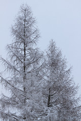Fluffy snow on branches