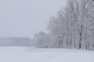 Obraz na płótnie Canvas Fluffy snow on branches