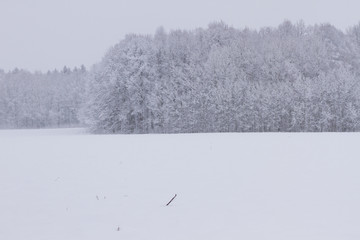 Fluffy snow on branches