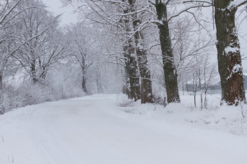 Fluffy snow on branches