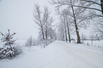 Fluffy snow on branches