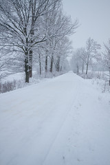 Fluffy snow on branches
