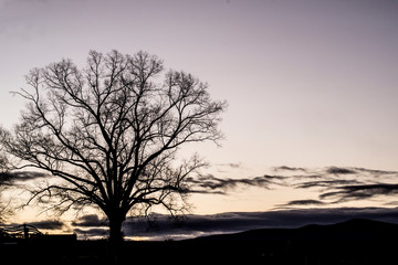 Fototapeta na wymiar A morning cloud comes creeping toward an old tree silhouette.