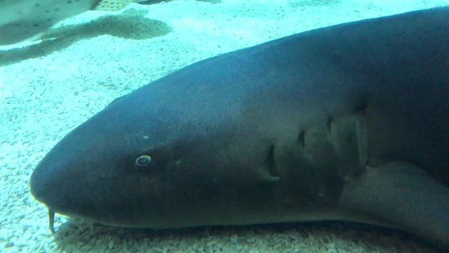 Hai