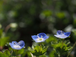 オオイヌノフグリの花