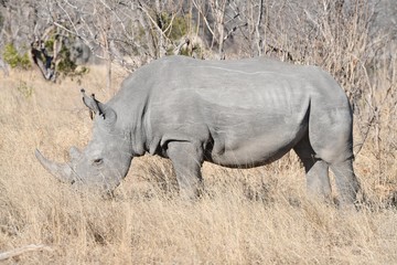 Nashorn