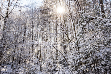 Snow covers the trees and mountains in Tennessee.