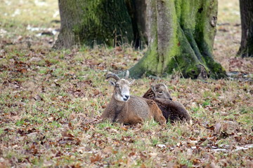 Mouflon Couple Ovis aries musimon Resting in WInter