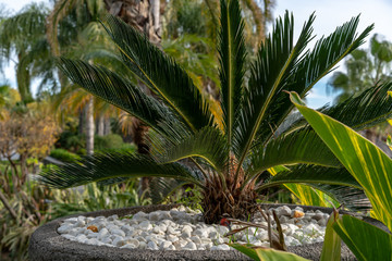 Fototapeta premium Potted palm in garden