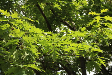 Tree and foliage