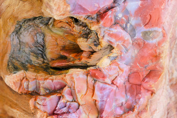 Versteinertes Holz