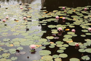 Water lilies