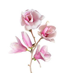 Fototapeta na wymiar Magnolia flower