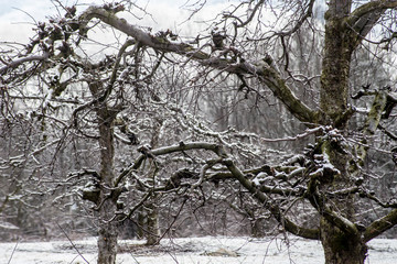 A light snow covers the apple tree skeletons of an apple orchard.