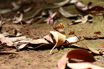 Butterfly on leaf